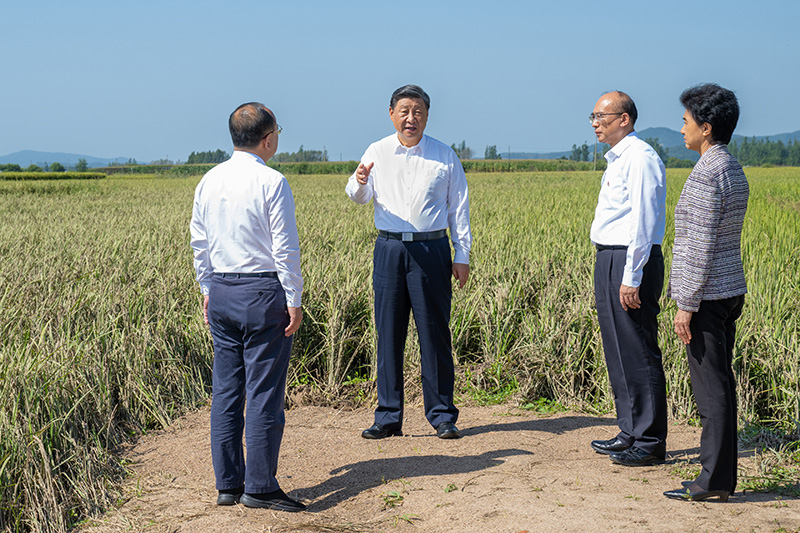 9月6日至8日，中共中央總書記、國家主席、中央軍委主席習(xí)近平在黑龍江考察。這是7日上午，習(xí)近平在遭受洪澇災(zāi)害的哈爾濱尚志市老街基鄉(xiāng)龍王廟村，察看水稻受災(zāi)情況。